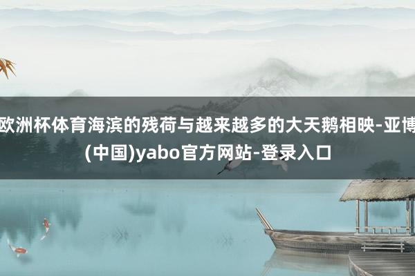 欧洲杯体育海滨的残荷与越来越多的大天鹅相映-亚博(中国)yabo官方网站-登录入口